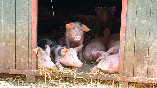 Glückliche Schweine in Freilandhaltung mit Hütten